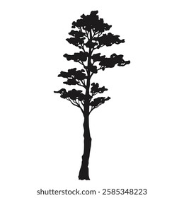 A tall conifer tree stands alone its branches elegantly reaching upwards. The silhouette shows a stark contrast against a light background highlighting its graceful form.