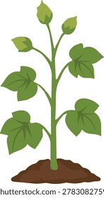 Tall cotton plant with developing buds and broad leaves in flat vector style, illustrating pre-flowering agricultural growth stage and crop maturation.