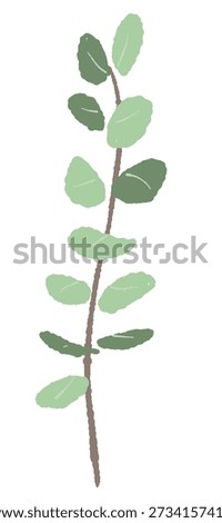 Tall Eucalyptus Branch with Small Round Leaves