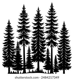  Tall Evergreens in Dense Forest Silhouette