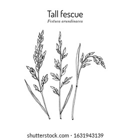 Tall fescue (Festuca arundinacea), ornamental and forage plant. Hand drawn botanical vector illustration