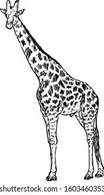 A tall giraffe. Hand drawn vector illustration. 