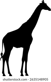 Tall giraffe silhouette in side profile, clean black vector on white background, minimalist wildlife shape