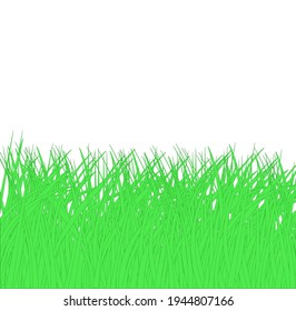 Tall grass reeds on white background vector