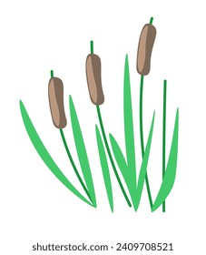 Tall grass of wetland environments. Reeds with leaves on stems. Food source for insects and small mammals. Biodiversity of ecosystem. Plant of marshes and swamps, edges of lakes. Vector in flat style