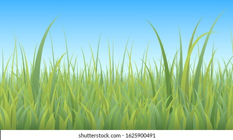 Tall Green Grass And Blue Sky, Meadow Landscape Close-up
