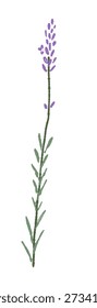 Tall Lavender Flower Stem Vector Illustration