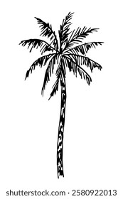 Tall lush palm tree, nature, tropical vegetation. Summer vacation, tourism. Simple hand drawn vector illustration with black outline. Sketch in ink.