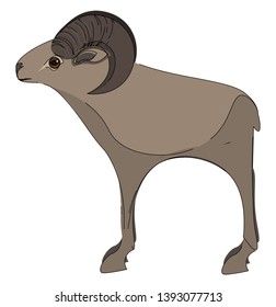 A tall mouflon with its horns bend vector color drawing or illustration