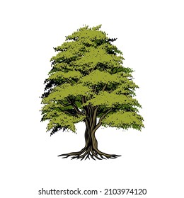 Tall oak tree on a white background.