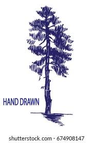 A tall old fir tree. Drawing by hand in vintage style. Drawing with ink.