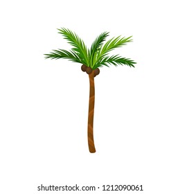 Tall palm tree with green pinnate leaves, brown trunk and coconut fruits. Exotic plant. Nature theme. Flat vector design