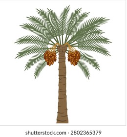 Tall palm tree stands with green fronds and ripening fruit. Brown trunk rises straight from white background. Clusters of orange fruits hang beneath lush leaves. Ideal for tropical, nature