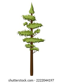 Tall Pine tree in realistick style. Evergreen forest coniferous spruce tree. Colorful vector illustration on a white background.