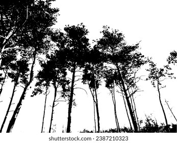 Tall pine trees isolated on white background