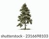conifer isolated