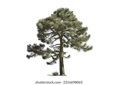 tall pine wood white background