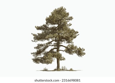 tall pine wood white background