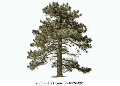 tall pine wood white background
