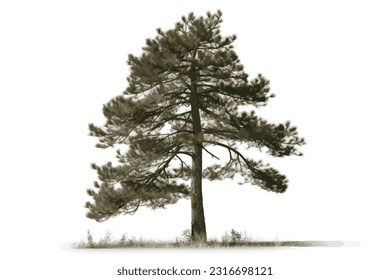 tall pine wood white background