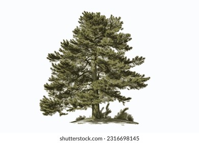 tall pine wood white background