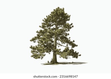 tall pine wood white background