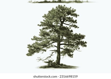 tall pine wood white background