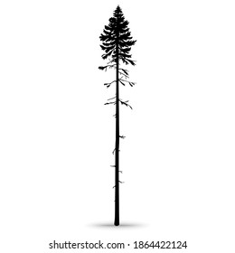 Tall ship pine. Forest pine. Hand-drawn silhouette, vector illustration on a white background.