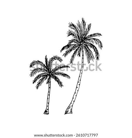 Tall and short palm trees vector hand-drawn summer tropical elements.