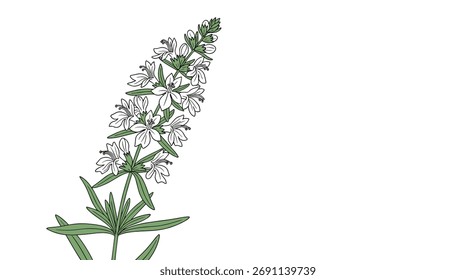 A tall spiky flower with many small white blooms and green leaves.