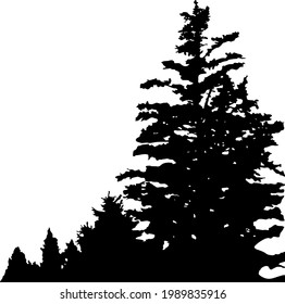 Tall spruce in the foreground. Coniferous trees are removed into the distance. Silhouettes isolated on white background. Vertical panorama. Vector, eps10.