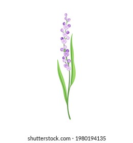 Tall Stem or Stalk with Violet Floret and Green Leaf Blade Vector Illustration