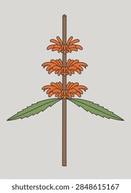 Tall stem of wild dagga featuring bright orange whorled flower clusters and jagged green leaves on a grey background.