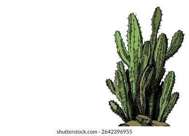 Tall succulent cactuses with thorns on color background. Vector drawing set illustration for icon, game, packaging, banner. Wild west, western, cowboy concept. Copy spase.
