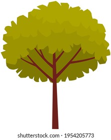 Tall tree with brown thick trunk and leaves. Large plant with dense round crown isolated on white