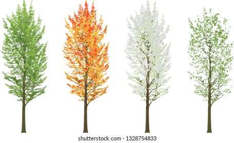 Tall tree in four seasons summer fall winter spring isolated