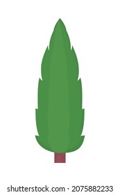 tall tree on white background