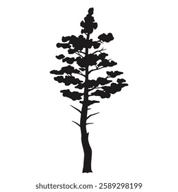 A tall tree stands with its silhouette highlighted against a white background. The branches are reaching upward displaying an intricate pattern of foliage.