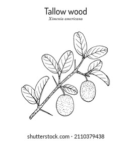 Tallow wood, or hog plum (Ximenia americana), edible and medicinal plant. Hand drawn botanical vector illustration