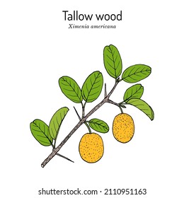 Tallow wood, or hog plum (Ximenia americana), edible and medicinal plant. Hand drawn botanical vector illustration