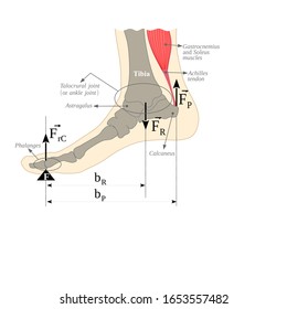 The Talocrural joint (alkle joint), body weight and Gastrocnemius and soleus muscles form a second class lever. This vector is useful for brochures, printed book, ebook, digital book, poster, etc.