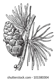 Tamarack Larch or Larix laricina, showing cone, vintage engraved illustration. Dictionary of Words and Things - Larive and Fleury - 1895