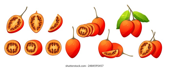 Tamarillo fruits (Solanum betaceum). Collection of tamarillo fruits cut in half, slices, branch with tamarillo. Vector illustration.