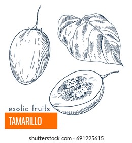 Tamarillo . Hand drawn vector illustration, vintage enngraving style.