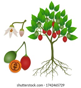 Tamarillo tree with fruits and flowers and roots on a white background.