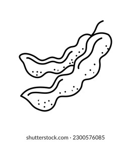 Tamarind. doodle, Hand drawn graphic vector illustration.