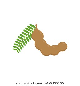 tamarind flat design vector illustration isolated on white background. Flavor spices and herbs menu template collection. Ripe brown tamarindus indica icon for package design. tropical exotic fruits