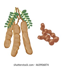 Tamarind Fruit With Leaf