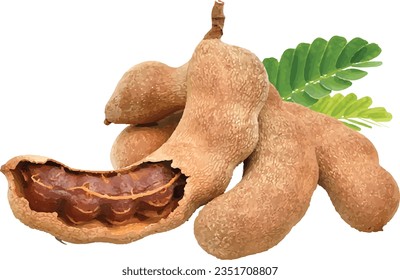 tamarind fruit pod fresh nutrition 