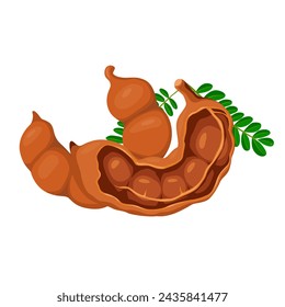 Tamarind fruit seeds and pods. vector illustration flat cartoon icon isolated on white.Vector eps 10. perfect for wallpaper or design elements